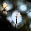 春、一輪
