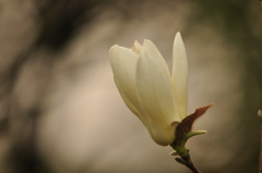 純　DSC_0703