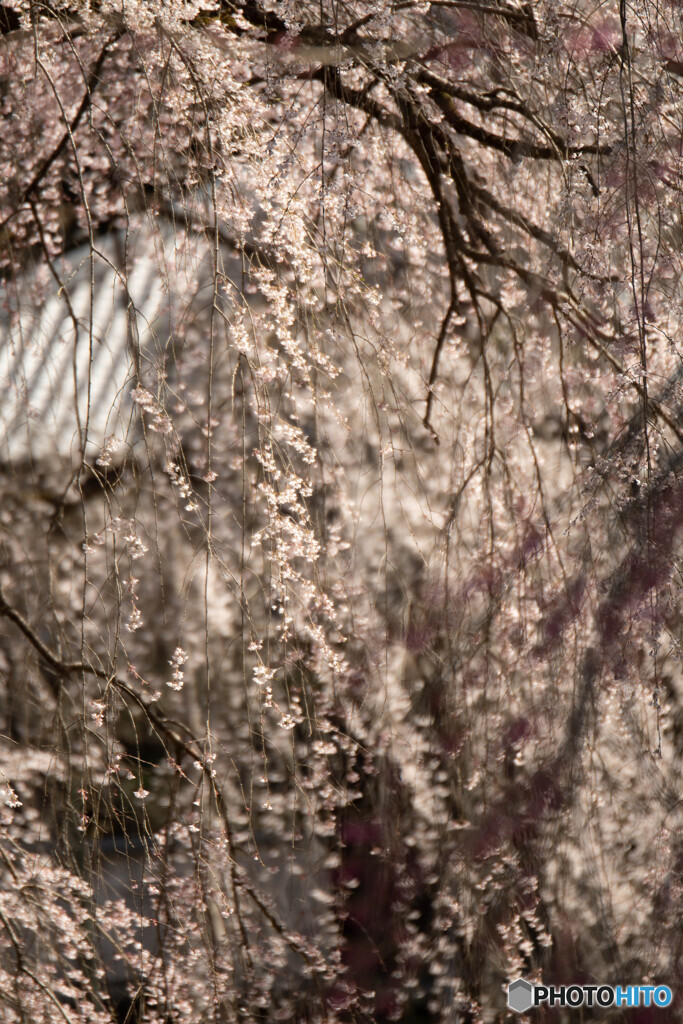 枝垂れ桜