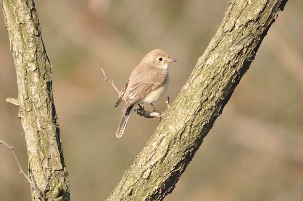 ハーイ　DSC_0365