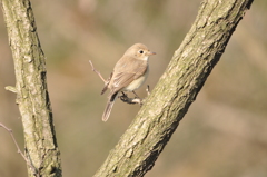 ハーイ　DSC_0365