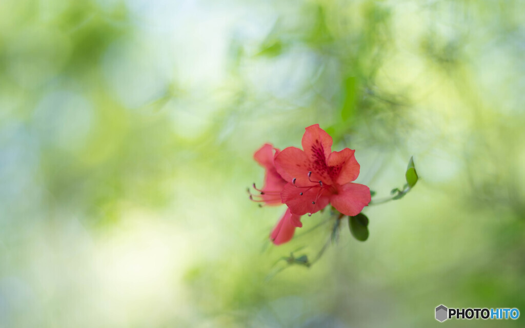 初夏の様な