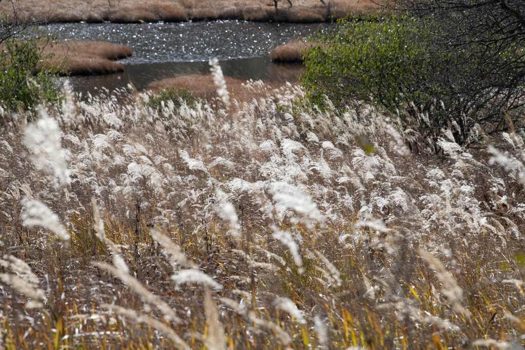 初頭の様相、輝くススキ