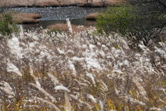 初頭の様相、輝くススキ