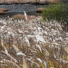 初頭の様相、輝くススキ