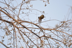 頂くわ！　DSC_0199