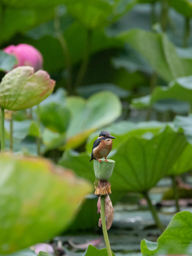 蓮池のカワさん
