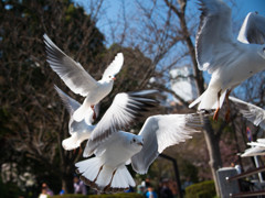 カモメが飛んだ〜　その２