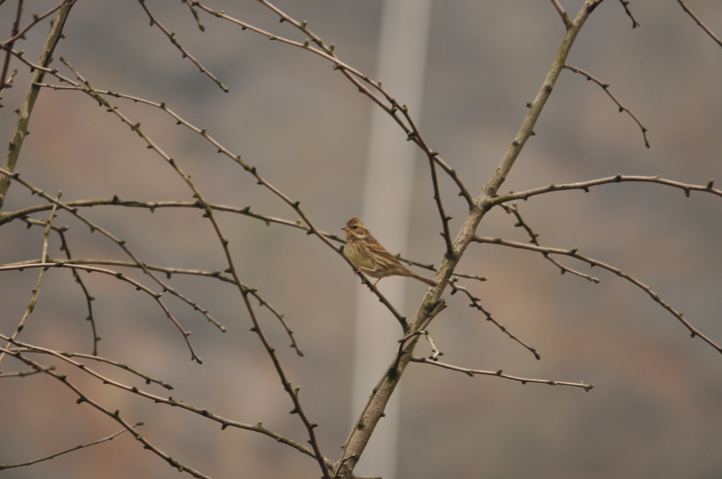 カシラダカ♀　DSC_0473