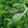グンバイイトトンボ