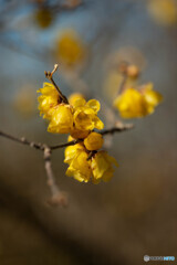 甘い香りが漂う