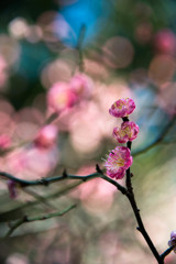 開花