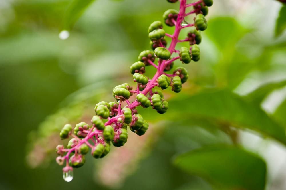 青い果実 by 一息 （ID：2630324） 写真共有サイトPHOTOHITO