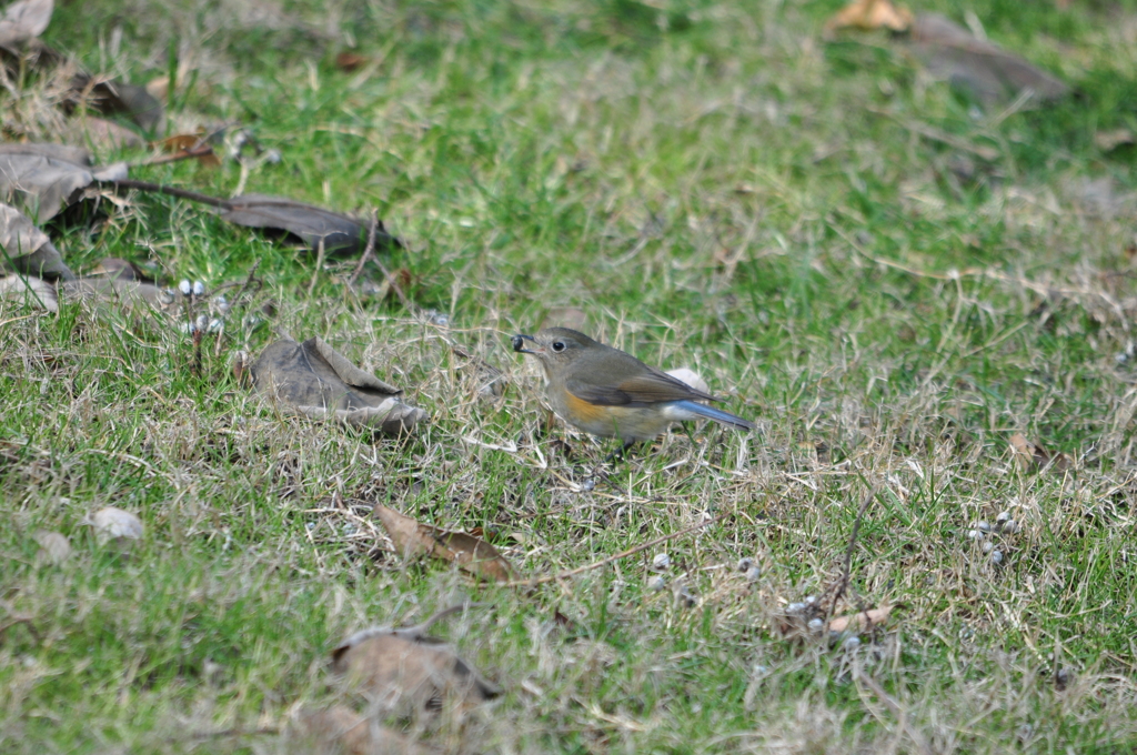 もう一つ頂き！DSC_0368