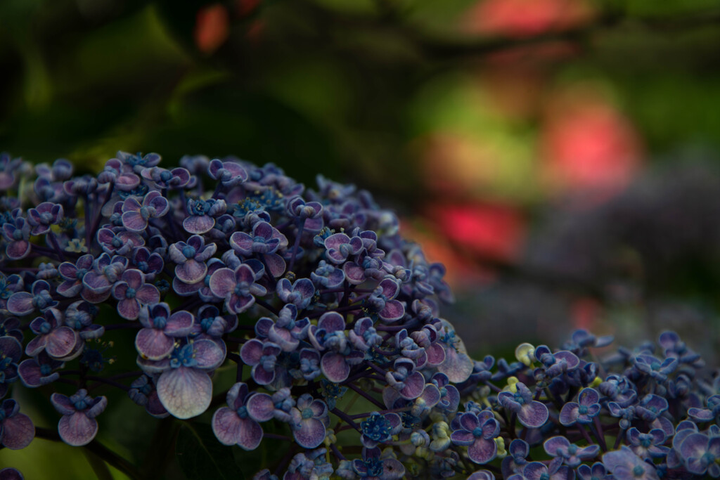 梅雨時の花