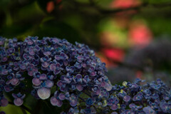 梅雨時の花