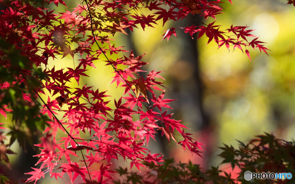 紅、愈々鮮やかに