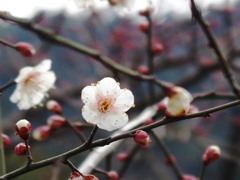 梅　ほころぶ