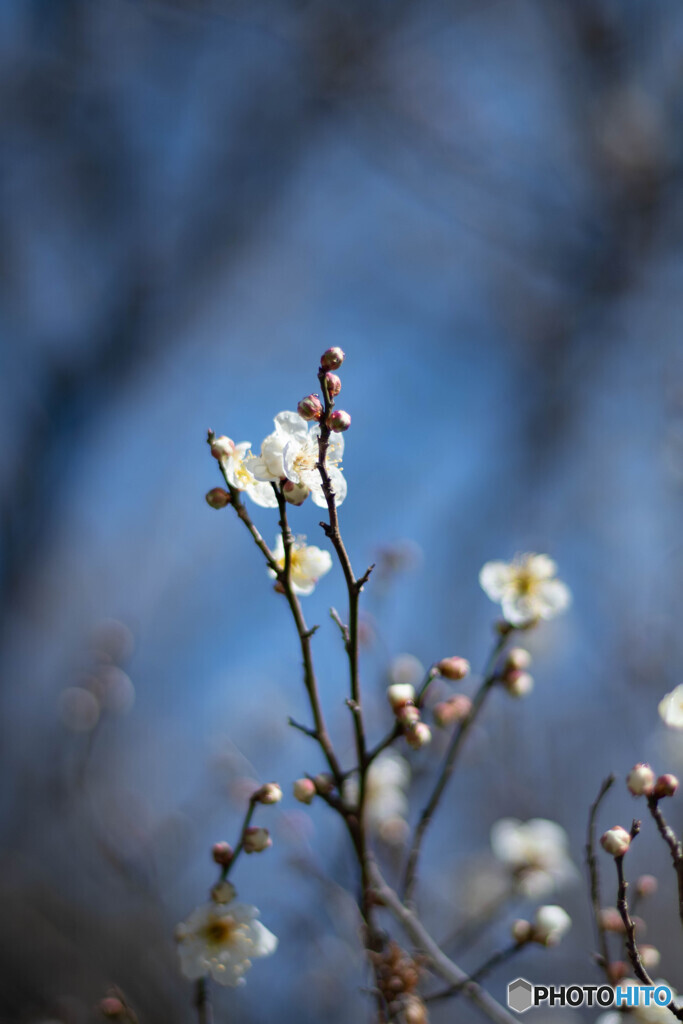 いよいよ開花