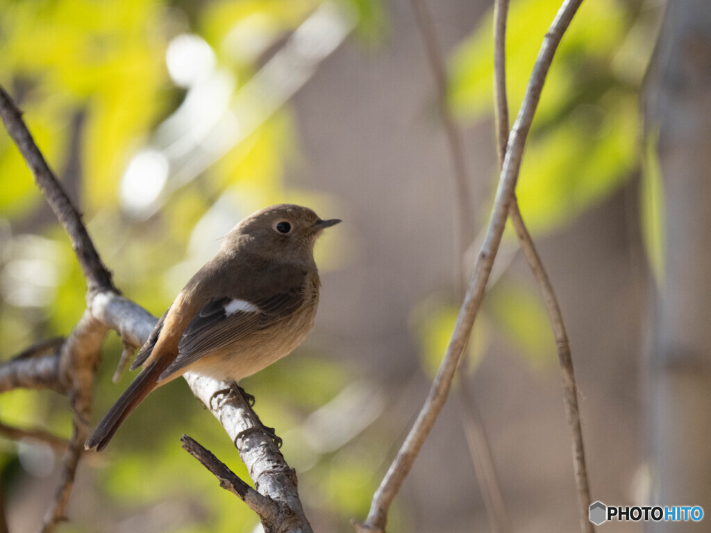 涼しそうな顔立ち