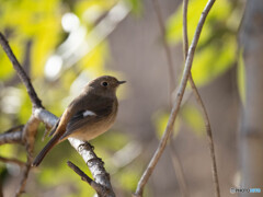 涼しそうな顔立ち