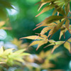 木漏れ日に