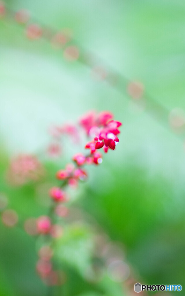 雨