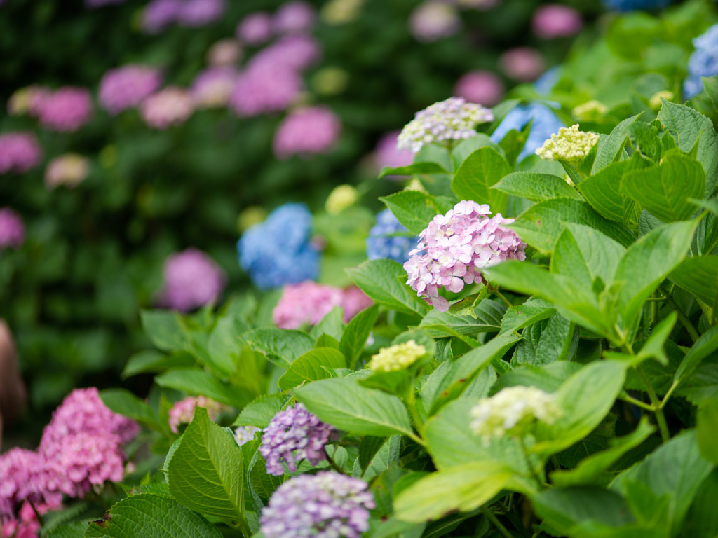 紫陽花が咲く頃