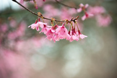 咲く