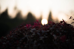 夕暮れ