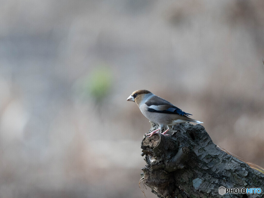 背景もスッキリ