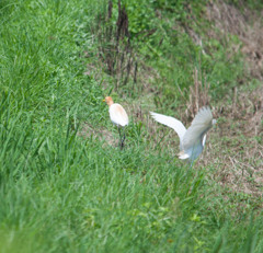 アマサギ アマサギ