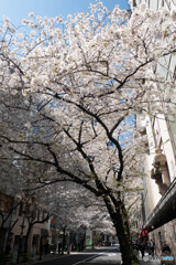 桜並木