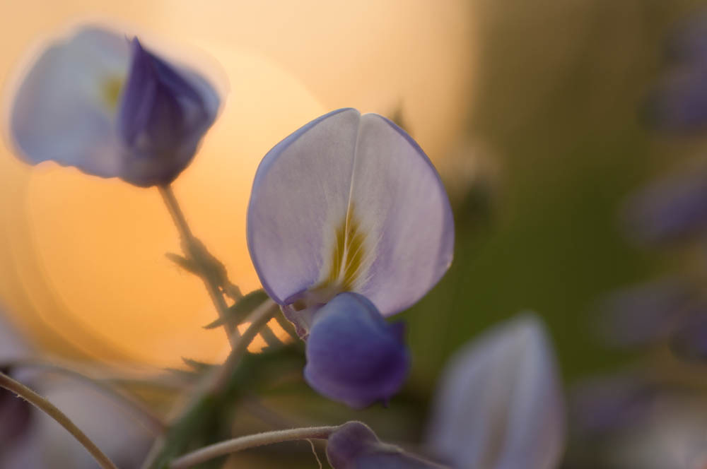 夕暮れ時に