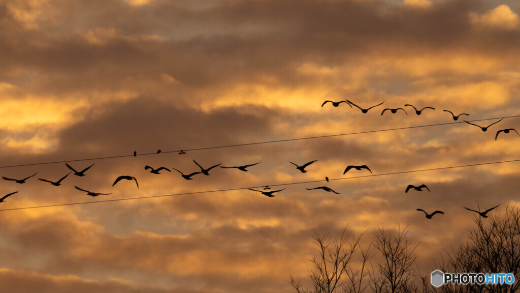 メロディーを奏でるコハクチョウ