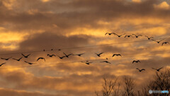 メロディーを奏でるコハクチョウ