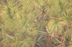 君の名は？DSC_0419