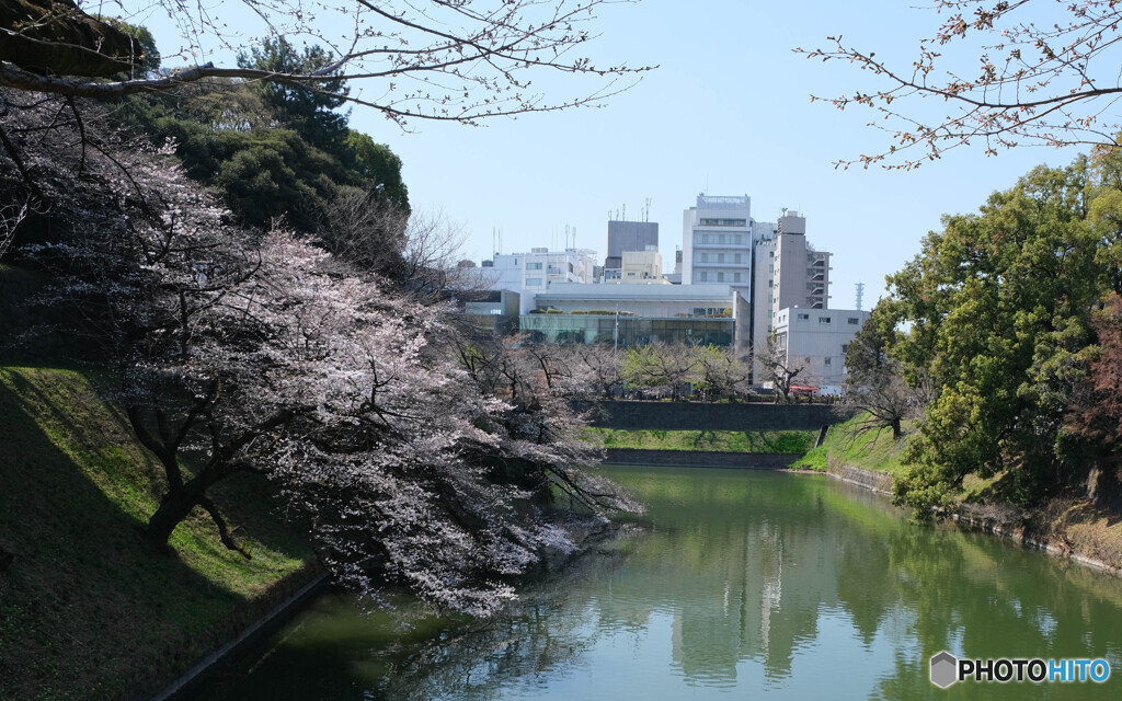 お堀に咲く