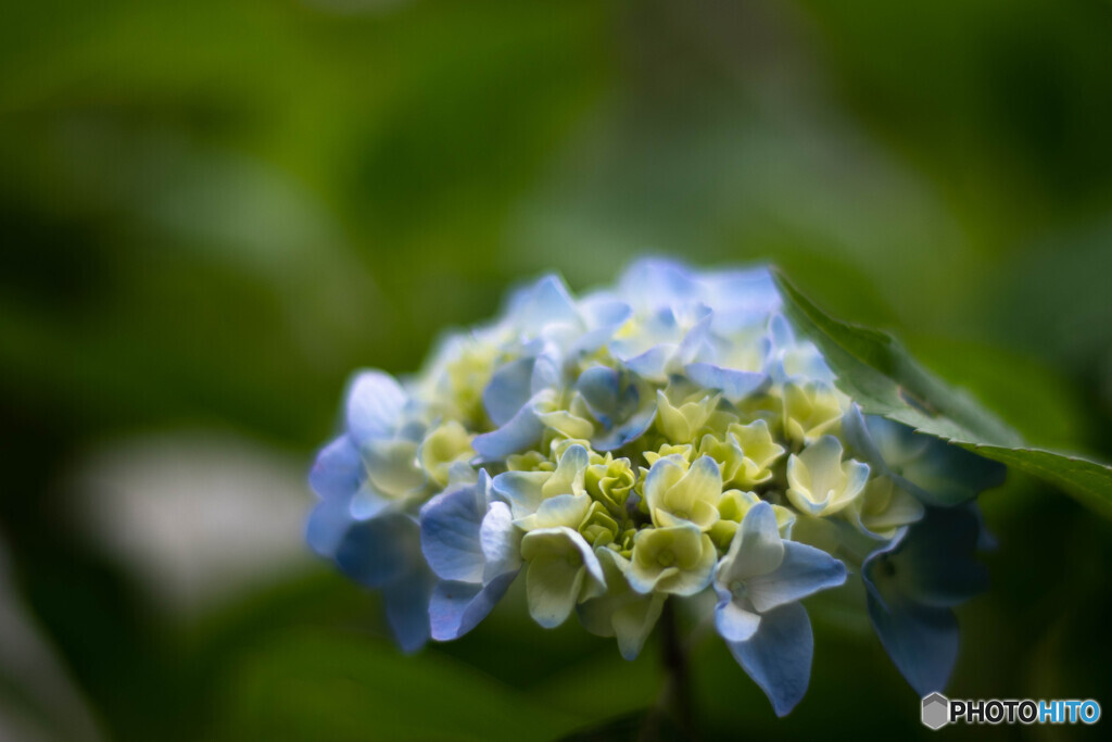 梅雨時の頃