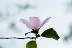 行く夏