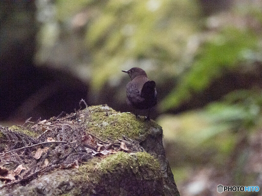 カワガラス