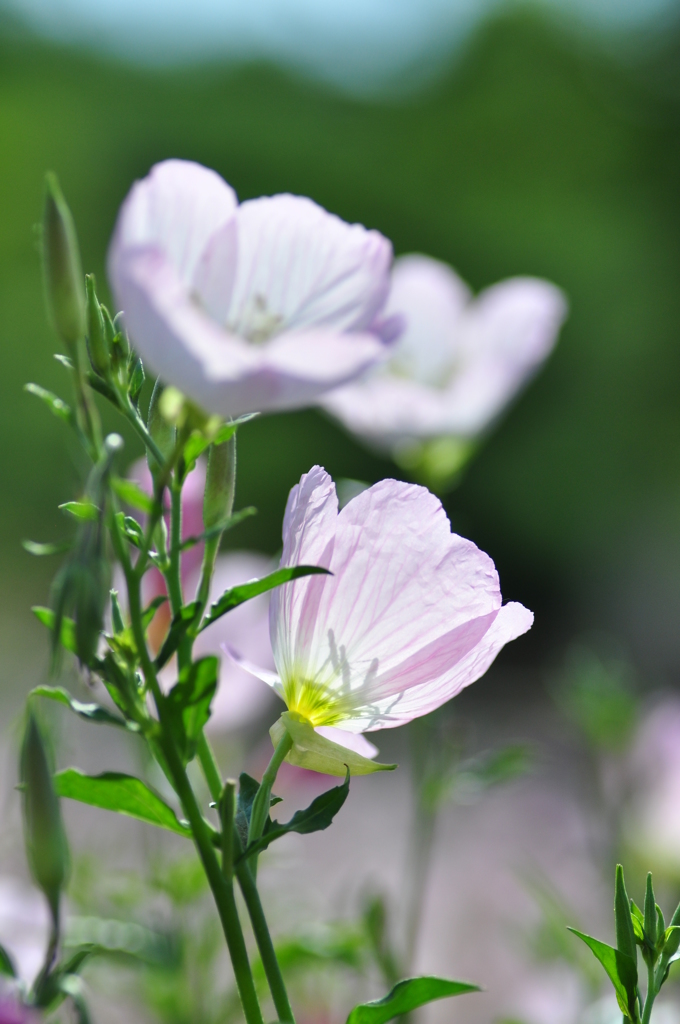 命、輝く！DSC_0535-2579