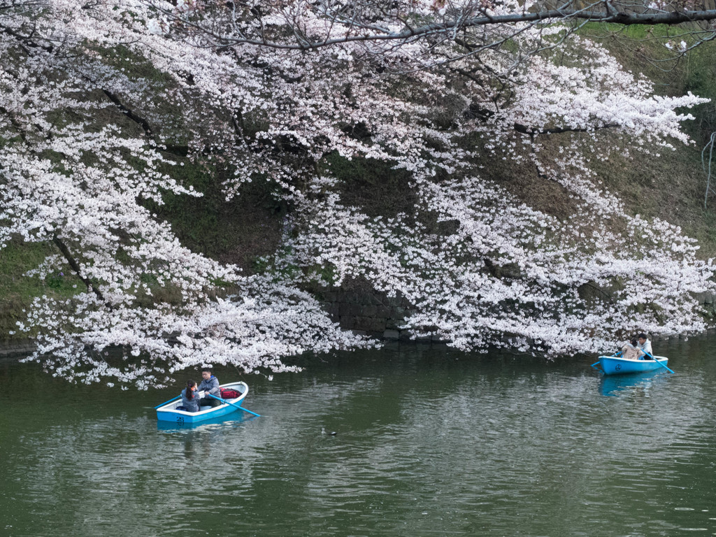 千鳥ヶ淵に咲く　No.3