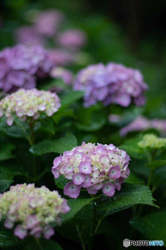 梅雨時