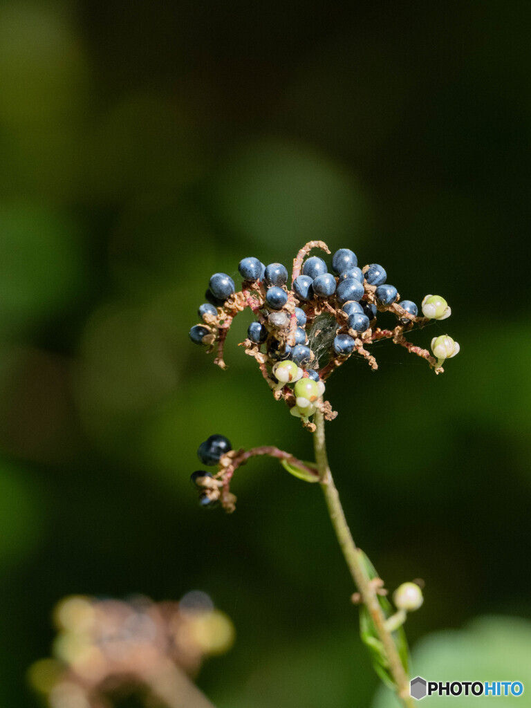 秋