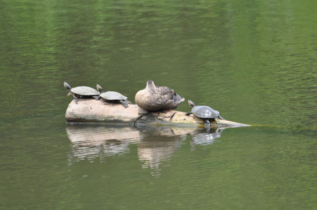 退いてヨーてば！DSC_0016