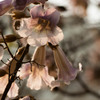 桐の花