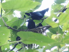 雛ッチ　その２