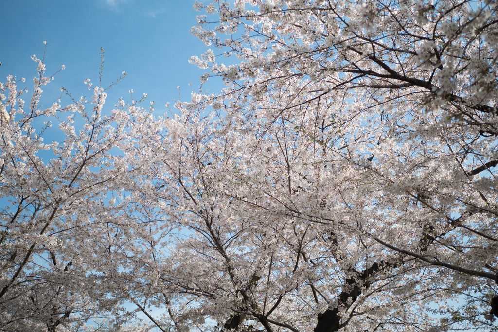 桜色に魅せられて