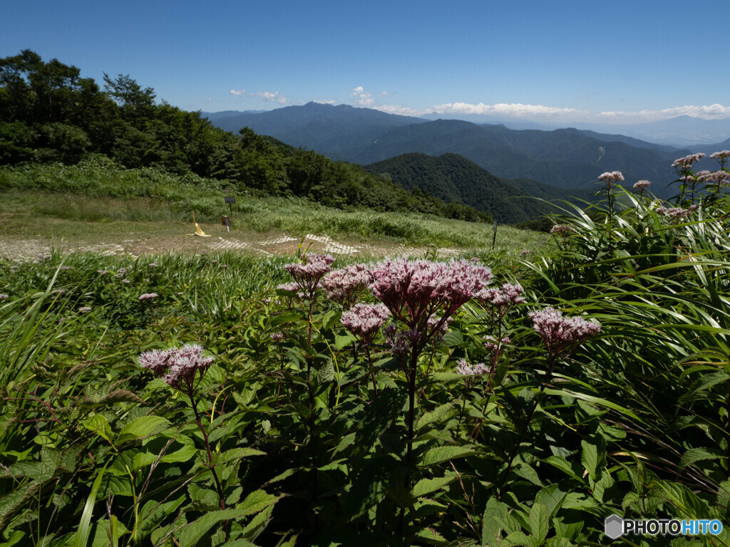 花も咲いて